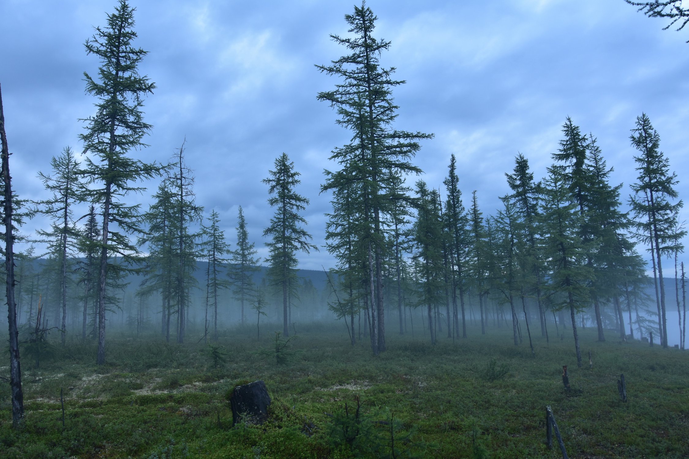 Призрачный лес