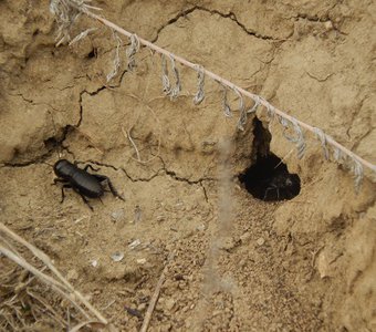 "Пестрый мир насекомых"