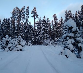 Снежное безмолвие