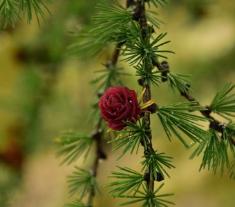 Лесная роза