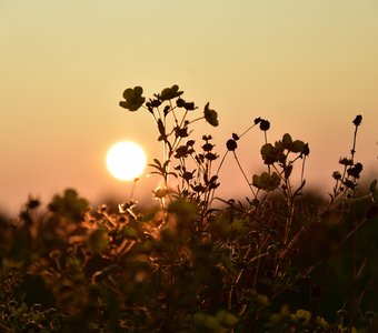 Цветы, сгорающие в лучах заката
