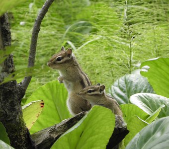 Полосатая семейка
