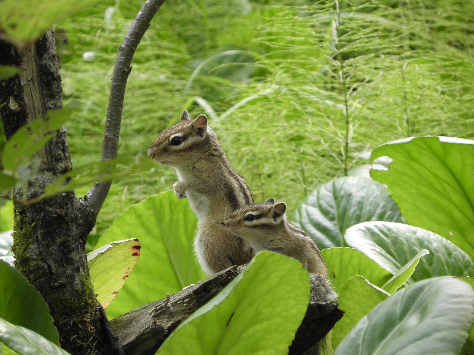 Полосатая семейка