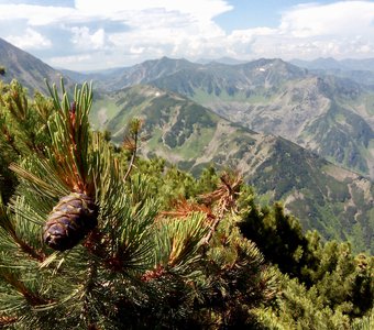 Сибирская роза