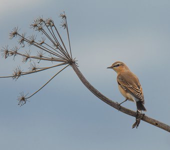 Каменка