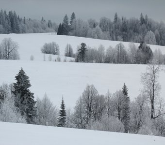 Зима. Смешанный лес