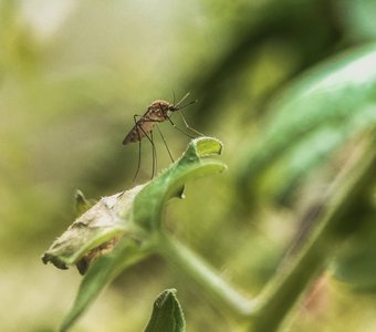 Комар на зеленом листе