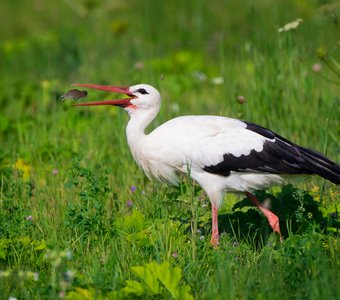 Удачная охота