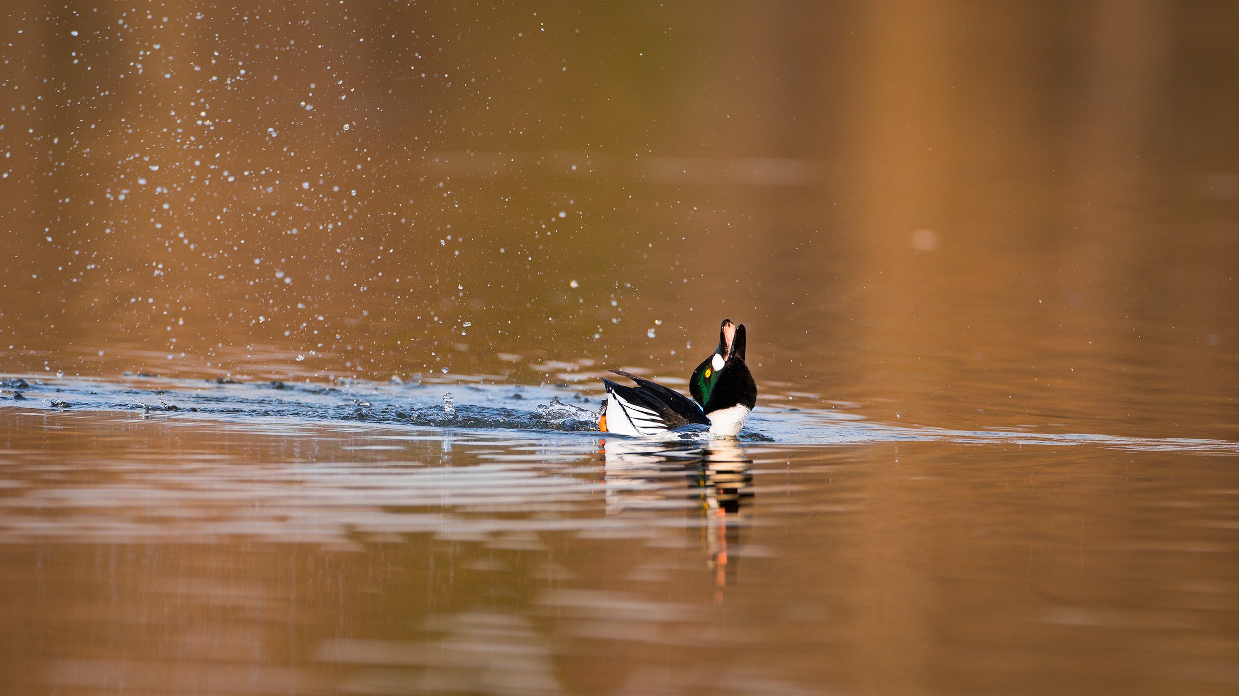 Любовные мелодии