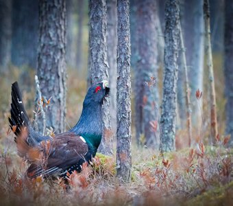 На глухарином току