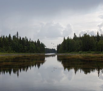 Шелест крыльев