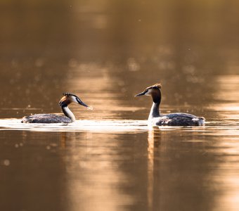 По утру вдвоём, мы с тобой споём