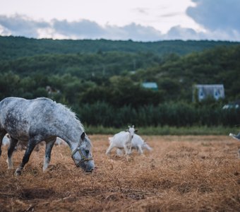 Краснодарская безмятежность