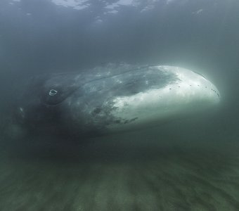 Гренландский кит