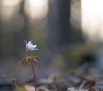 Весенний юнец