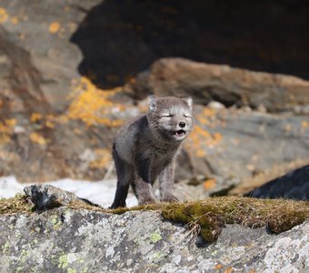 детёныш песца