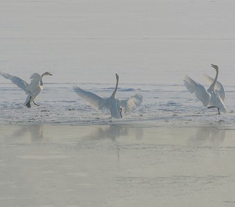 Танец лебедей