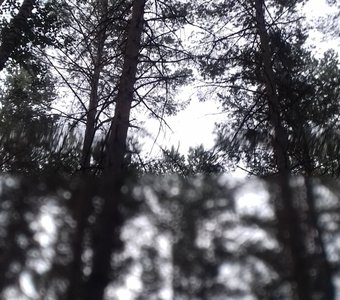 Сосны после дождя