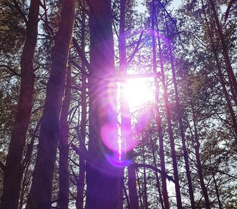 Солнечный зайчик