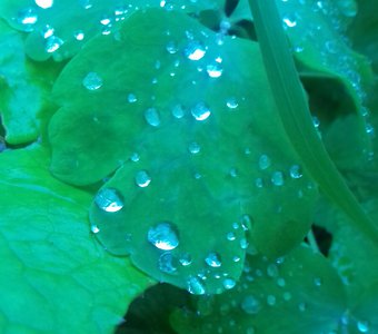 Капельки дождя