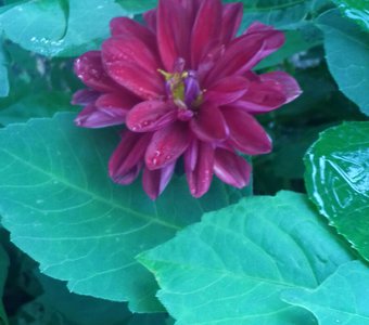 Георгин в парке города Трехгорный