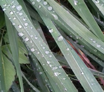 Роса на осоке