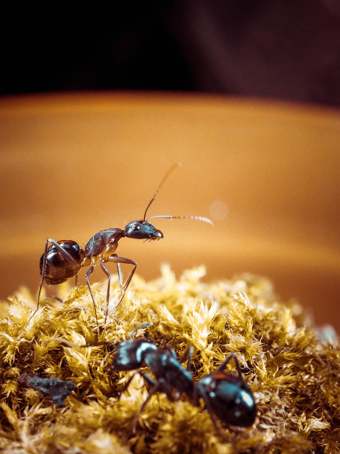 Навстречу солнцу