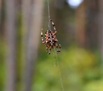 кто куда, а я по делам)