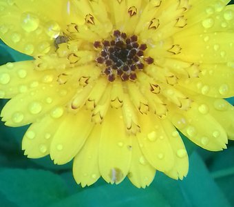 Кусочек солнца