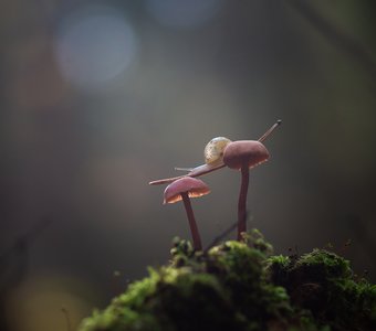 Цирковое представление!