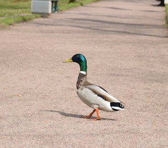 Утиная походка