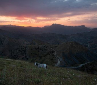 Лошадь любуется закатом