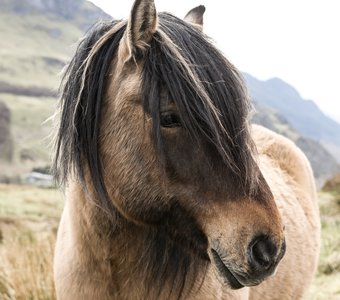 Scoltland horse