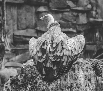 Стервятник