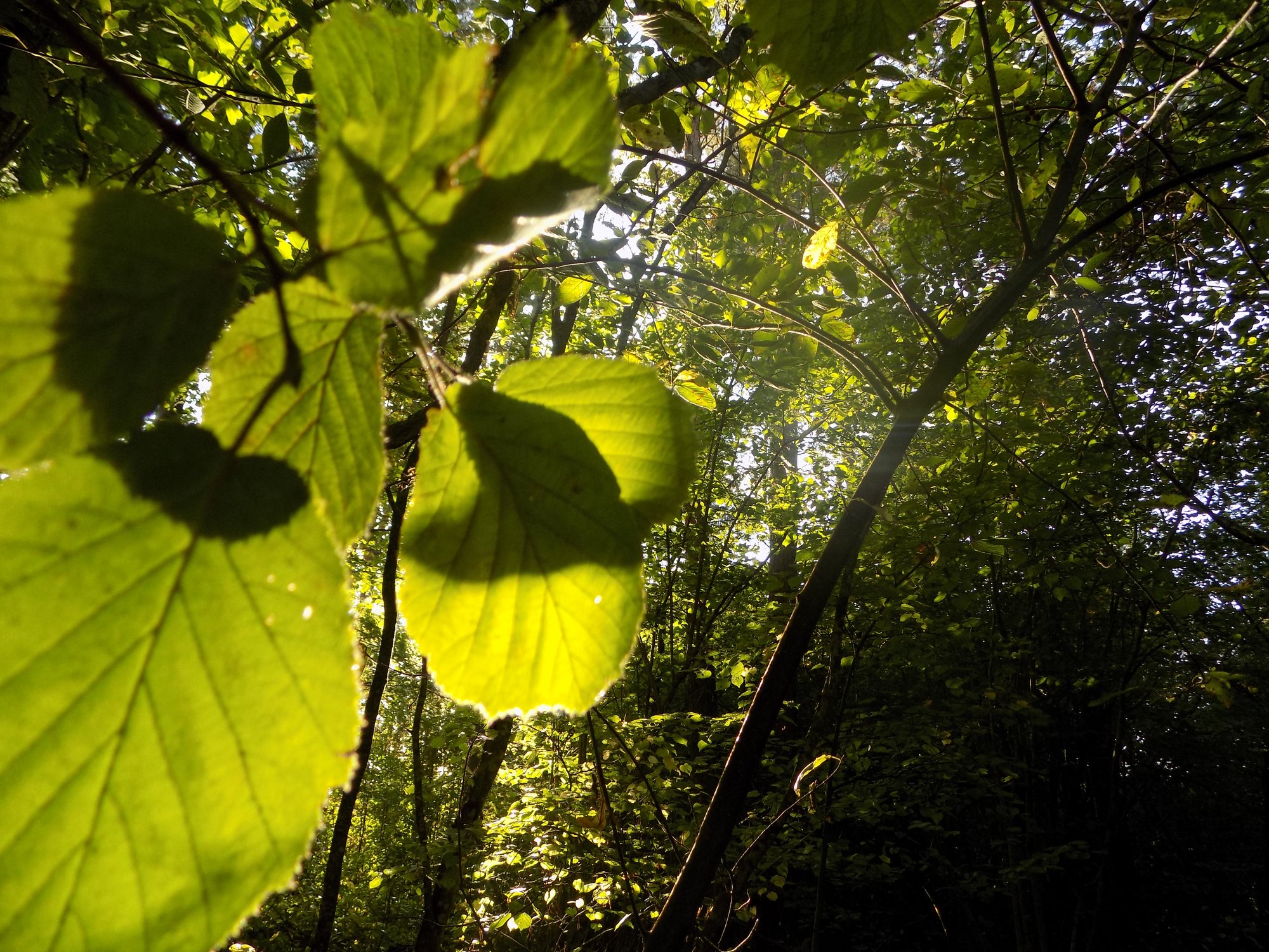Как в джунглях