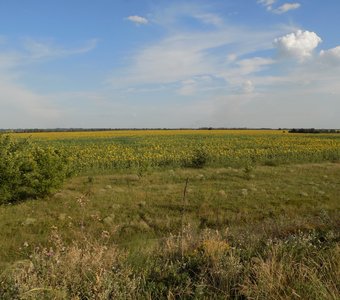 Бескрайнее поле