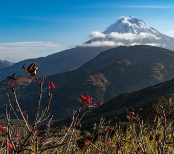 Камчатская рябина