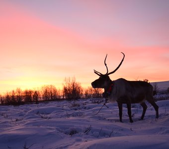 Рассвет в тундре