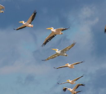 Серия пеликанов