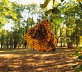 Осень на волоске