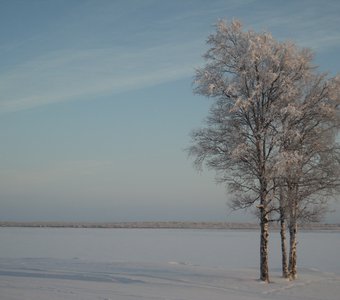 Три берёзки на обрыве