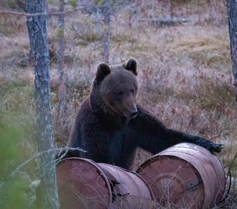 Тяжела жизнь медвежья