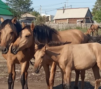 Любовь и лошади...