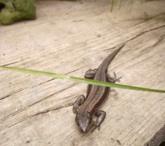 Неожиданя встреча