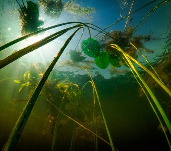 Подводные джунгли.