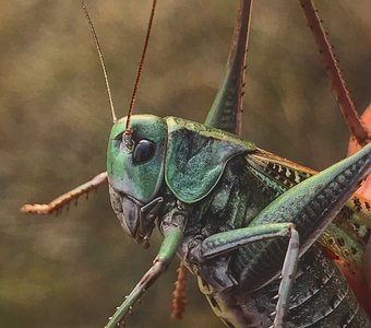 Кузнечик