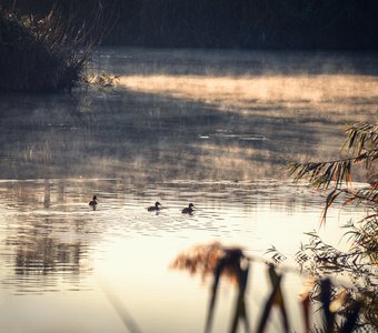 Рассвет, водоём, пар и перелётные утки