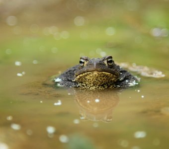 В ожидании принца.