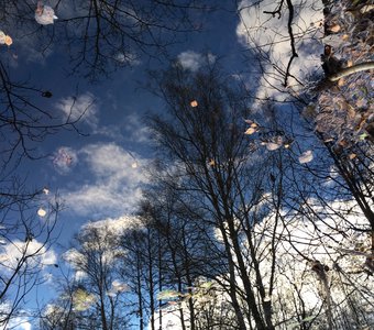 Листья падают в небо