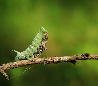 Привал одинокого странника.